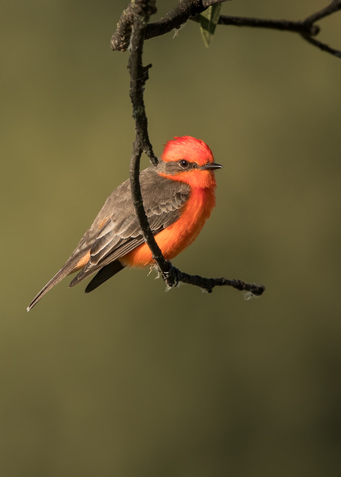 bird of California image 24